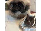 Pekingese Puppy for sale in San Bernardino, CA, USA