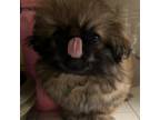 Pekingese Puppy for sale in San Bernardino, CA, USA