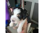 English Springer Spaniel Puppy for sale in Newcastle, CA, USA