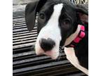 Great Dane Puppy for sale in Newark, DE, USA