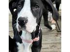 Great Dane Puppy for sale in Newark, DE, USA