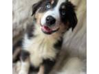 Australian Shepherd Puppy for sale in Wayne, WV, USA
