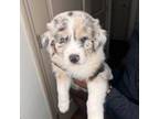 Australian Shepherd Puppy for sale in Tampa, FL, USA