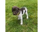 German Shorthaired Pointer Puppy for sale in Princeton, NC, USA