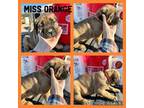 Miss Orange