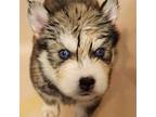 Siberian Husky Puppy for sale in Roanoke, VA, USA