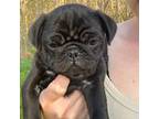 Pug Puppy for sale in Fowlerville, MI, USA