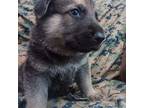 German Shepherd Dog Puppy for sale in Gaston, SC, USA