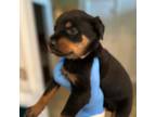Rottweiler Puppy for sale in Warner Robins, GA, USA