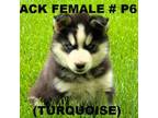 Siberian Husky Puppy for sale in Roaring River, NC, USA