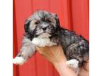 Cavapoo Puppy for sale in Pell City, AL, USA