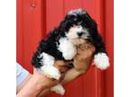 Havanese Puppy for sale in Pell City, AL, USA