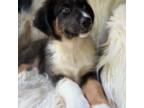 Australian Shepherd Puppy for sale in Wayne, WV, USA