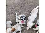 English Setter Puppy for sale in Beaumont, TX, USA