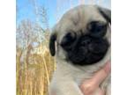 Pug Puppy for sale in Fowlerville, MI, USA