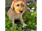 Goldendoodle Puppy for sale in San Bernardino, CA, USA