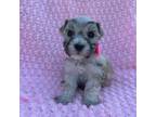 Schnauzer (Miniature) Puppy for sale in Tallahassee, FL, USA