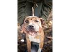 Adopt Luna 1237 a Pit Bull Terrier