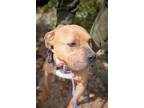 Adopt Queen 0028 a Staffordshire Bull Terrier