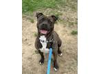 Adopt Coconut Dreams a Pit Bull Terrier