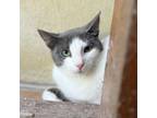 Adopt SCUTTLE a American Shorthair