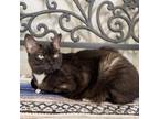 Adopt DUCHESS a Domestic Medium Hair, Domestic Short Hair