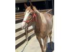 Adopt Griddle a Tennessee Walker