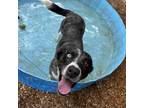 Adopt Sassy (Vivienne) (URGENT need of adoption/ rescue) a Border Collie