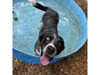 Adopt Sassy (URGENT need of adoption/ rescue) a Border Collie, Mixed Breed