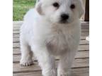 Great Pyrenees Puppy for sale in Clarinda, IA, USA