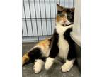 Adopt Tink a Domestic Medium Hair