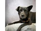 Adopt Velvet a Labrador Retriever