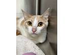 Adopt Mama Jackie a Domestic Short Hair