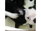 Boston Terrier Puppy for sale in Terrebonne, OR, USA