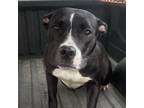 Adopt Rylee a Pit Bull Terrier