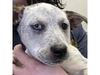 Adopt Carmella a Australian Cattle Dog / Blue Heeler, Mixed Breed