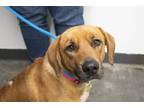 Adopt Daisy a Black Mouth Cur