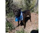 Adopt Priscilla a Black Labrador Retriever, Boxer