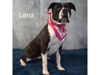 Adopt Lana a Boxer