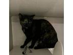 Adopt Vesper a Domestic Short Hair