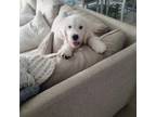 Goldendoodle Puppy for sale in Timberlake, NC, USA