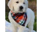 Goldendoodle Puppy for sale in Timberlake, NC, USA