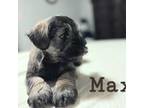 Schnauzer (Miniature) Puppy for sale in Owensboro, KY, USA