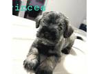 Schnauzer (Miniature) Puppy for sale in Owensboro, KY, USA