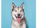 Adopt Tuti a Husky, Mixed Breed