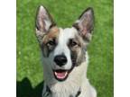 Adopt Portia a Australian Shepherd, Mixed Breed