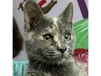 Adopt Jewel a Domestic Short Hair