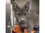 Adopt Noel a Domestic Short Hair