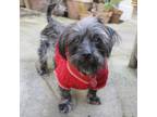 Adopt MARSHA a Terrier, Shih Tzu