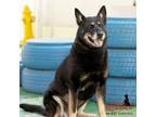 Adopt POLLY a German Shepherd Dog, Mixed Breed